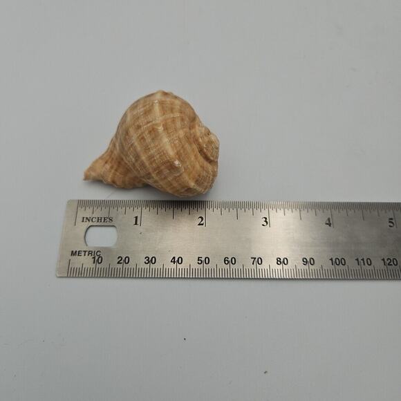 Lot Of Three Natural Sea Shells - Picture 8 of 8